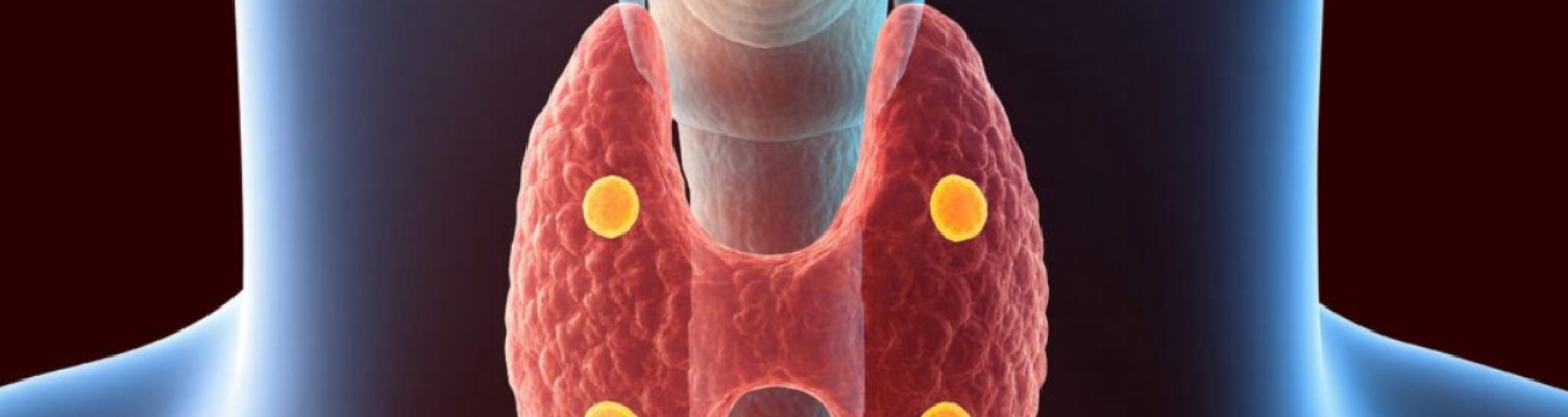 Prieskydinės liaukos: mažos, bet gyvybiškai svarbios. Kodėl jų sveikata ypač svarbi turint skydliaukės sutrikimų?